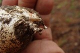Amanita ravenelii image