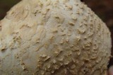 Amanita ravenelii image