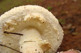 Amanita ravenelii image