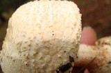 Amanita ravenelii image
