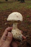 Amanita ravenelii image