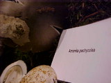 Amanita pachycolea image