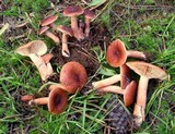 Lactarius riparius image