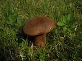 Tylopilus badiceps image