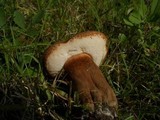 Tylopilus badiceps image