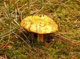 Suillus americanus image
