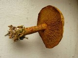 Suillus americanus image