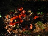 Royoporus badius image