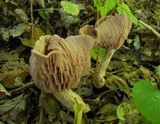Laccaria ochropurpurea image