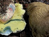 Boletus calopus image