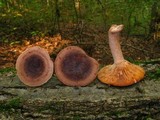 Lactarius quietus image
