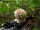 Lycoperdon pulcherrimum image