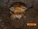 Boletus fibrillosus image