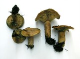 Lactarius rubrilacteus image