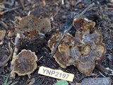 Coltricia perennis image