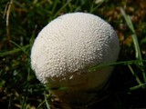 Lycoperdon pratense image