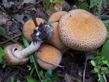 Lacrymaria echiniceps image