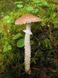 Stropharia hornemannii image