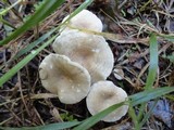 Clitocybe trullaeformis image