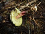 Boletus porosporus image