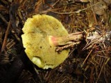 Boletus porosporus image