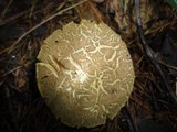 Boletus porosporus image
