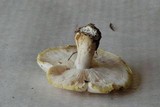 Tricholoma sulphurescens image