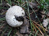 Lycoperdon subcretaceum image