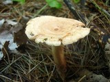 Lactarius vinaceorufescens image