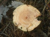 Lactarius vinaceorufescens image
