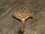 Lactarius subpurpureus image