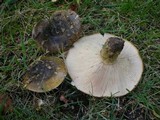 Lactarius turpis image