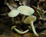 Cuphophyllus virgineus image