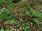 Cuphophyllus virgineus image