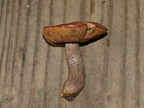 Sutorius eximius image