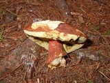 Boletus badius image