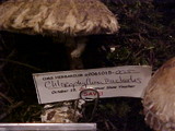 Chlorophyllum rachodes image