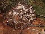 Grifola frondosa image