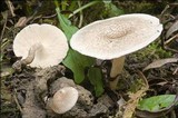 Lentinus tigrinus image