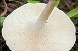 Lentinus tigrinus image