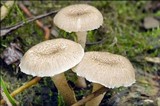 Lentinus tigrinus image