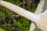 Lentinus tigrinus image
