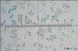 Lentinus tigrinus image