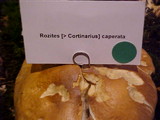 Cortinarius caperatus image