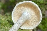 Lentinus tigrinus image