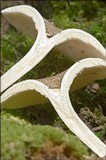 Lentinus tigrinus image