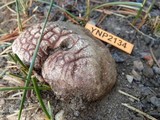 Hygrophorus purpurascens image