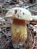 Tylopilus felleus image