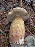 Tylopilus felleus image