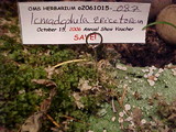 Icmadophila ericetorum image